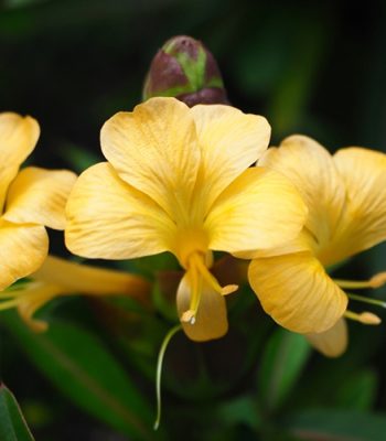 เสลดพังพอนตัวเมีย